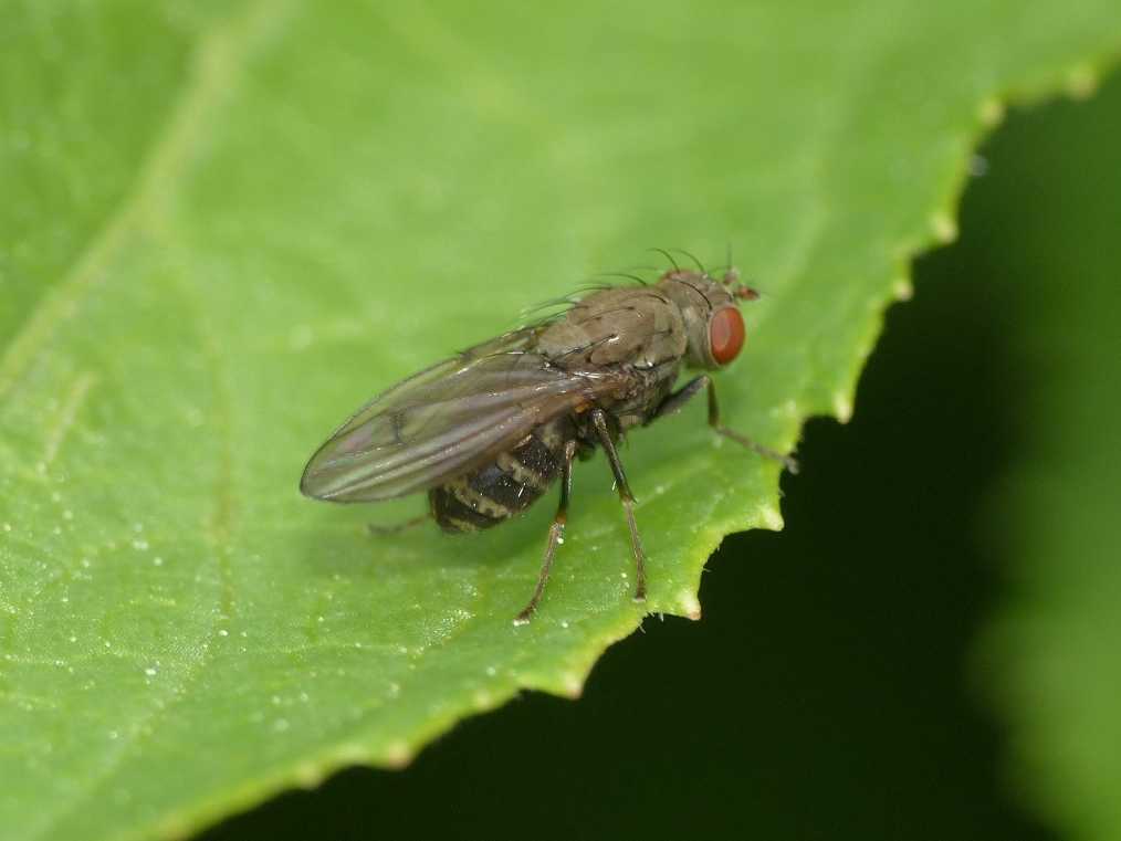 Piccolo dittero nero